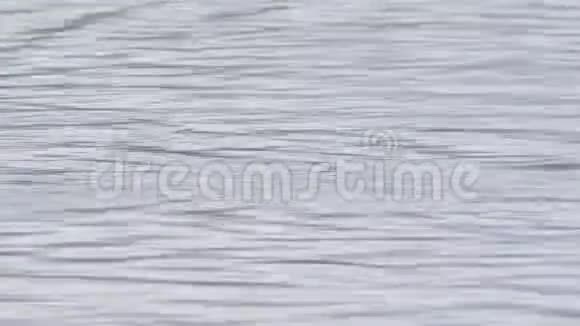 环颈鸭从水面下冒出来视频的预览图