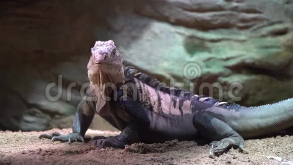 在动物园里作为人类宠物朋友有着天然背景的绿白蜥蜴鬣蜥视频的预览图
