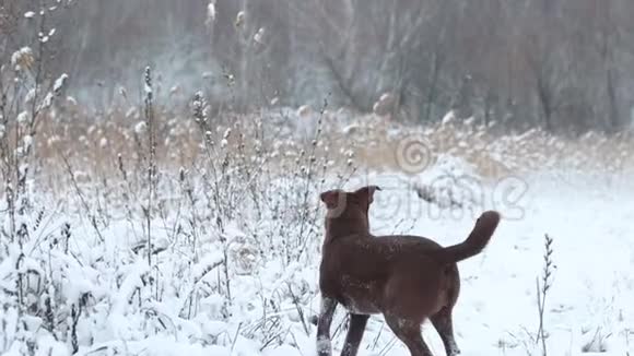 有趣的狗在第一次雪地慢动作上奔跑视频的预览图