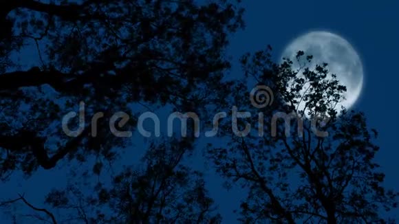 黄昏时分树上的月亮在发光视频的预览图