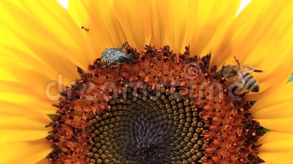 甲虫蜜蜂和蚂蚁视频的预览图