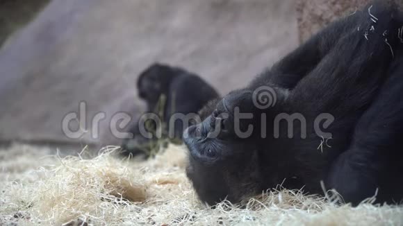 大猩猩在动物园里轻松而体贴视频的预览图