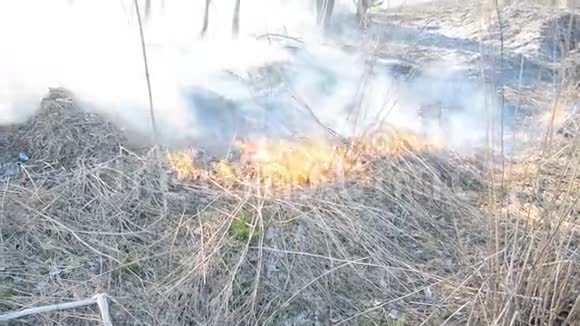 火灾中燃烧的草灰视频的预览图
