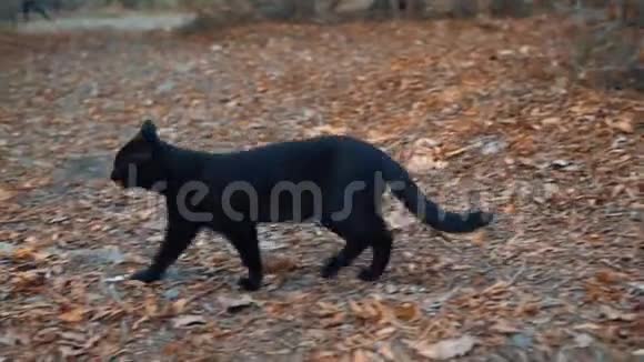 黑猫穿过树林找东西一只野猫猫离家出走迷路了视频的预览图