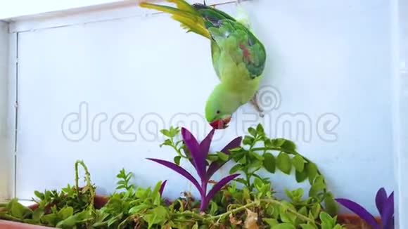 4K视频特写一只绿色鹦鹉挂在窗户上用绿花喂养它在摩洛哥马拉喀什热带视频的预览图