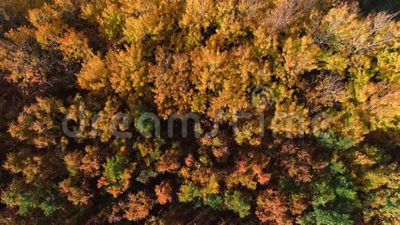 秋天的森林在树上阳光明媚的一天视频的预览图