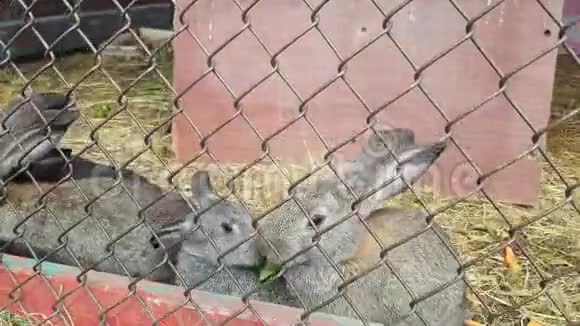 许多可爱的灰兔在笼子里吃青草视频的预览图
