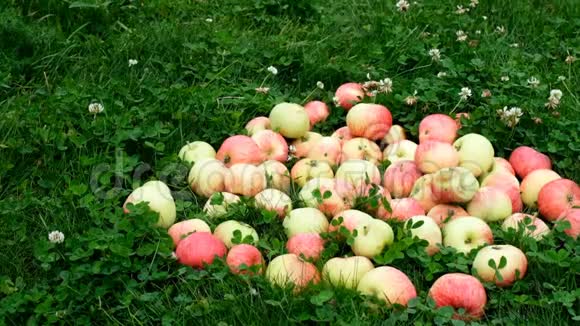 红色的苹果慢慢地从一个木篮子里散落在草地上视频的预览图