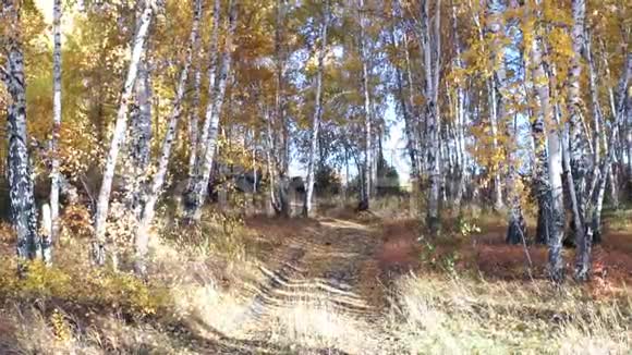 秋天的风景阳光明媚的一天桦树视频的预览图