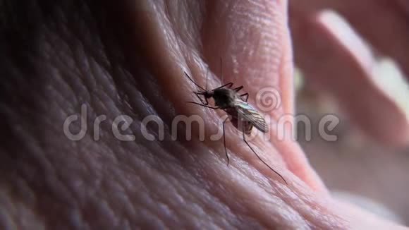 蚊子吸血视频的预览图