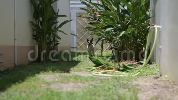 杰克罗素猎犬在草地上奔跑慢动作视频的预览图