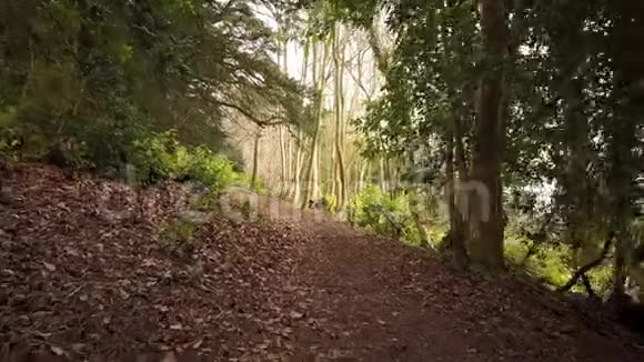 森林小径视频的预览图