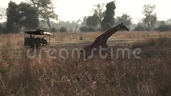 长颈鹿用旅游车以超慢动作奔跑视频的预览图