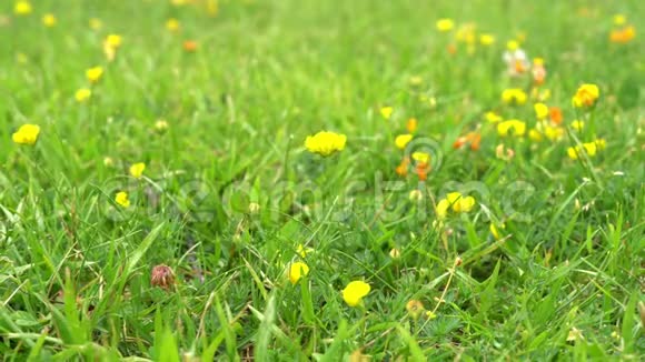 黄色的小花在草地上迎风招展视频的预览图