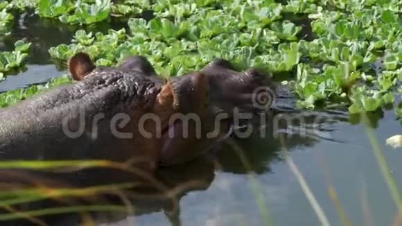 河马在水生植物中4KUHD视频的预览图