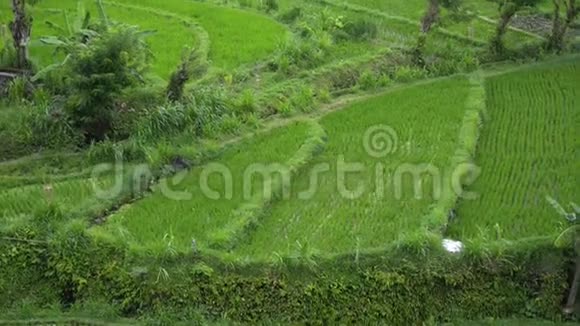 后台查看新绿健美稻田在巴厘岛的业务农业健康农场控制工厂在春天视频的预览图