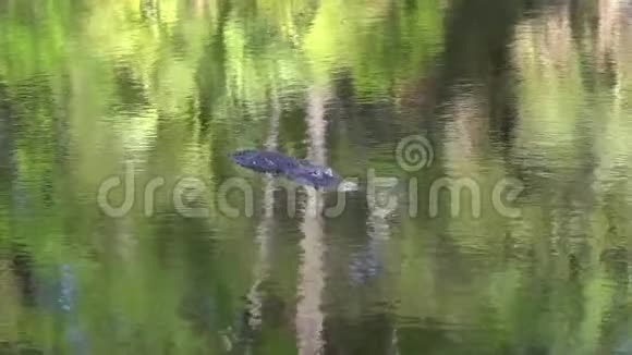南卡罗来纳沼泽里的鳄鱼视频的预览图