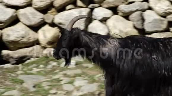 黑山羊踩在石头上视频的预览图