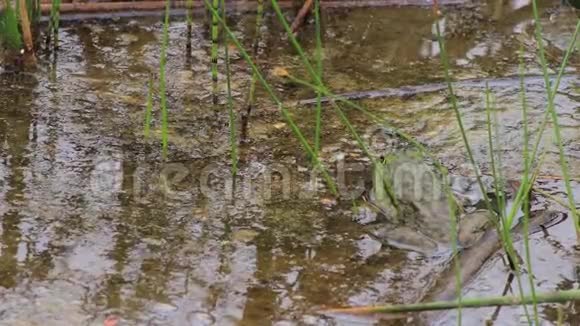 青蛙在湖里休息视频的预览图