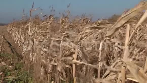 在风中摇曳着玉米秆视频的预览图