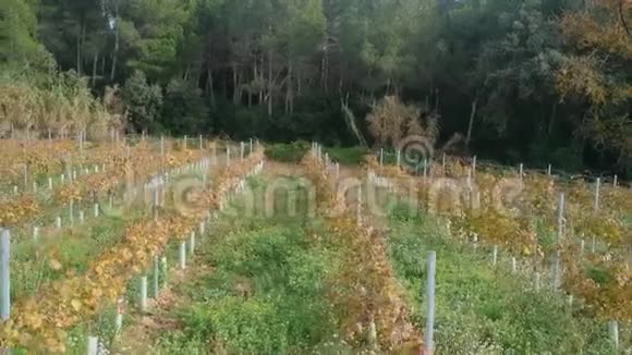 葡萄灌木丛排在酒庄旁边秋天收获后的无人视野视频的预览图