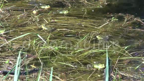 春天池塘里的小水蛙产卵时间视频的预览图