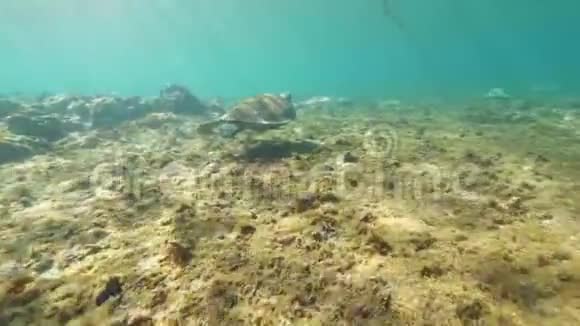 水下海龟飘向远处视频的预览图