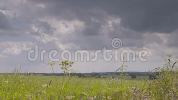 一片覆盖着草和杂草的广阔的绿色草地视频的预览图
