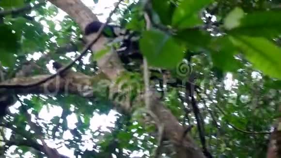 非洲丛林中的野生猴子黑猩猩爬树视频的预览图