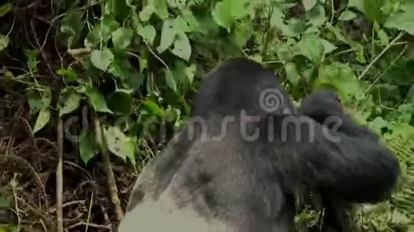 一个巨大的银背进入了难以穿透的乌干达Bwindi森林视频的预览图