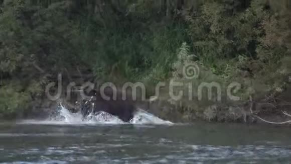 饥饿的棕熊在喷水中奔跑追逐红鲑鱼视频的预览图