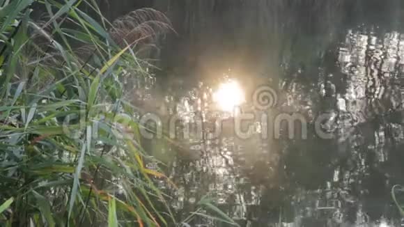 在池塘里晒太阳视频的预览图