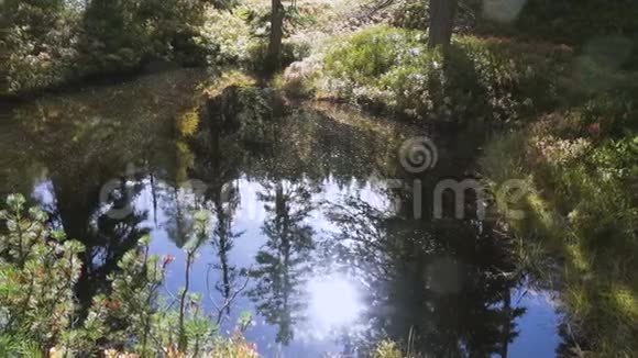 在美丽的阳光森林的绿色沼泽视频的预览图