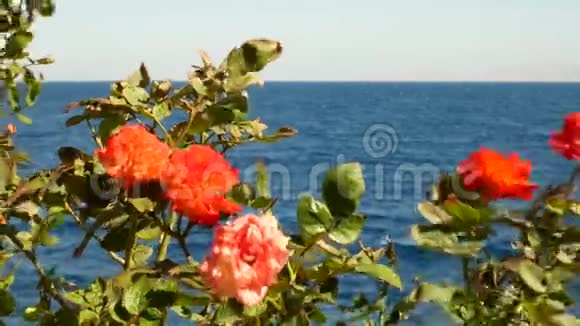 蓝色海水背景下绿叶红花视频的预览图