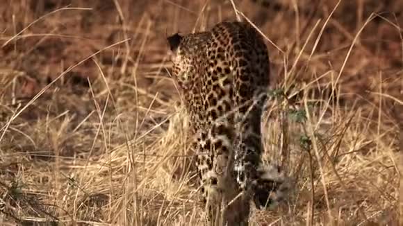 豹在草原漫步后景视频的预览图
