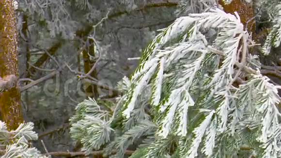 松枝满是雪冻在风中在一片雪松林中移动视频的预览图