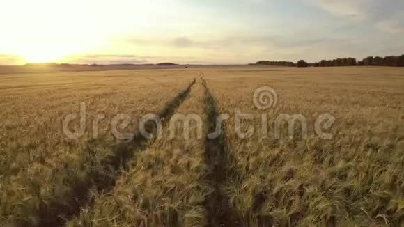 在金色夕阳下的大黄麦田上空中越野视频的预览图