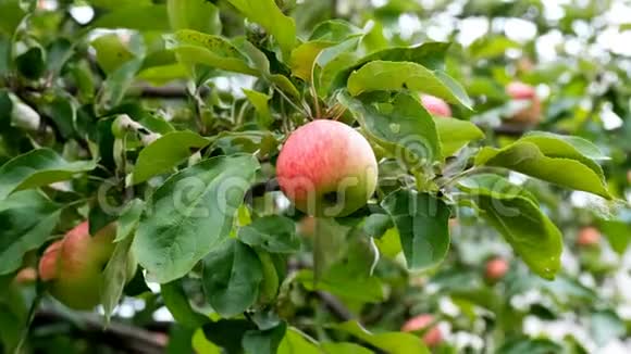 夕阳红苹果树红苹果长在树枝上软的关注苹果树上的绿苹果视频的预览图