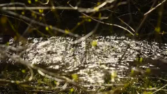 春天的树芽背景是小溪视频的预览图
