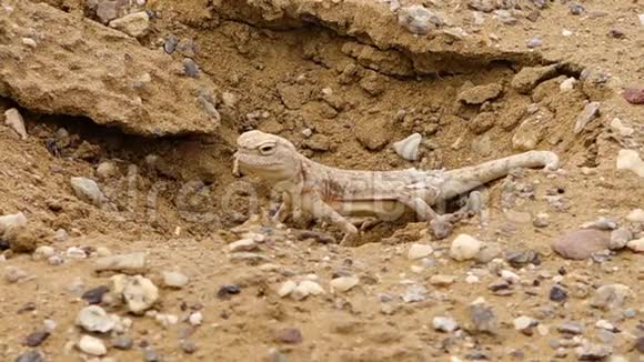 洞里的沙漠蜥蜴视频的预览图