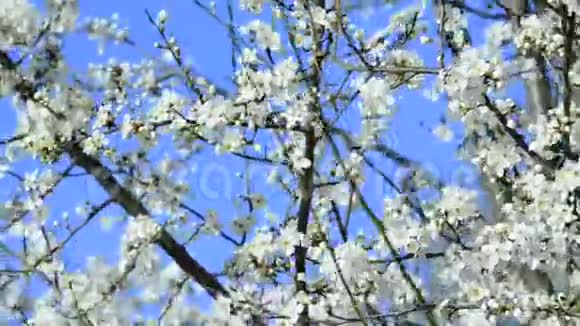 德国春季的野生樱花视频的预览图