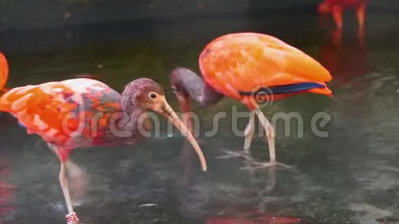 在水中行走的朱红色朱的特写镜头来自美国的热带涉水鸟类幽灵视频的预览图