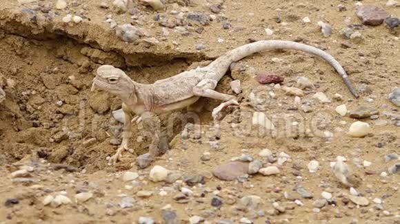 洞里的沙漠蜥蜴视频的预览图