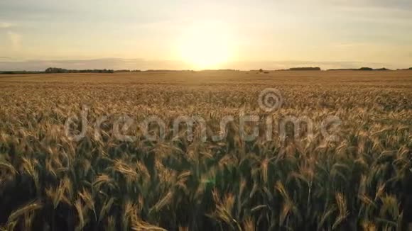在日落时分空中飞行的一面飞过黄燕熟透了小麦的大片农田视频的预览图