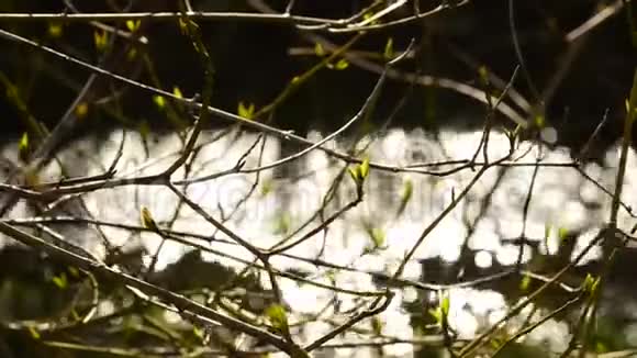 春天的树芽背景是小溪视频的预览图