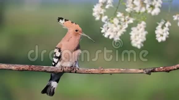 一只美丽的鸟在多风的早晨唱着春天的歌视频的预览图