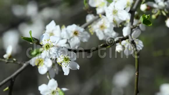 德国春季的野生樱花视频的预览图