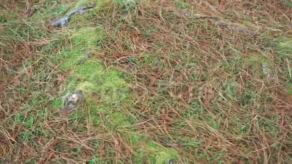 针叶树的纹理根苔藓在森林中散布着红干松针和绿草视频的预览图