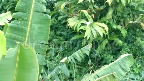 亚洲雨季香蕉棕榈树热带大雨视频的预览图