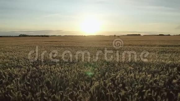日落时分在金色的穗子上飞回来成熟的小麦广阔的农田视频的预览图